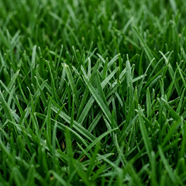 Lush green grass after fertilization